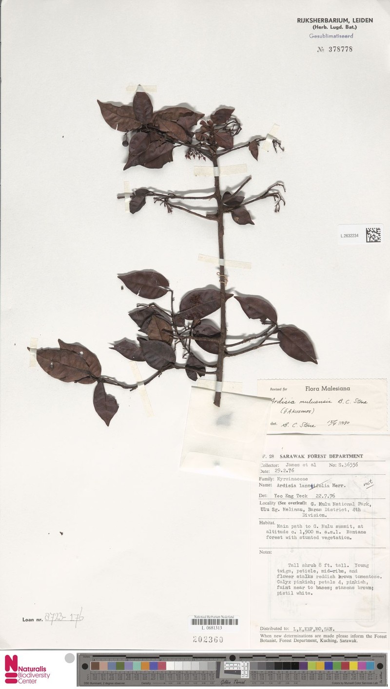 Ardisia muluensis photo 3