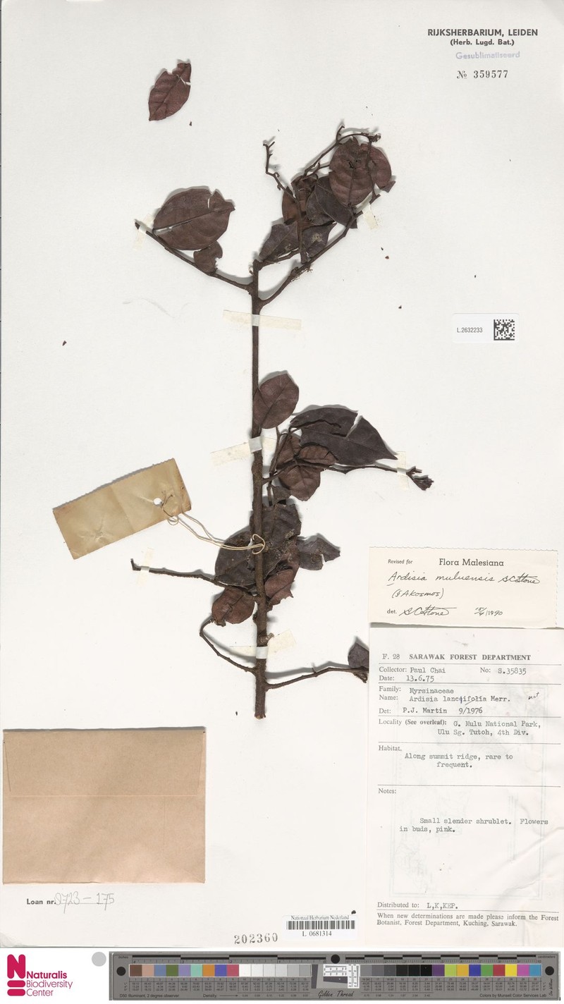 Ardisia muluensis photo 4