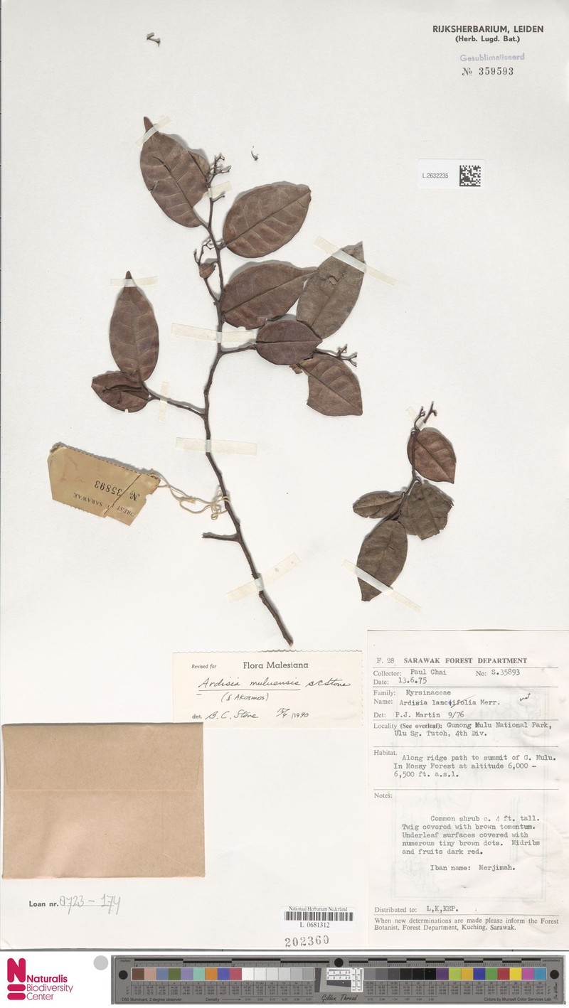 Ardisia muluensis photo 5