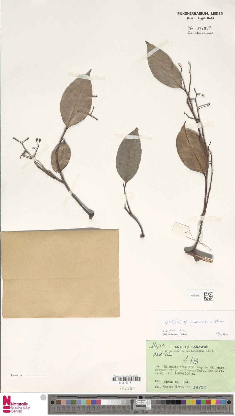 Ardisia muluensis photo 6