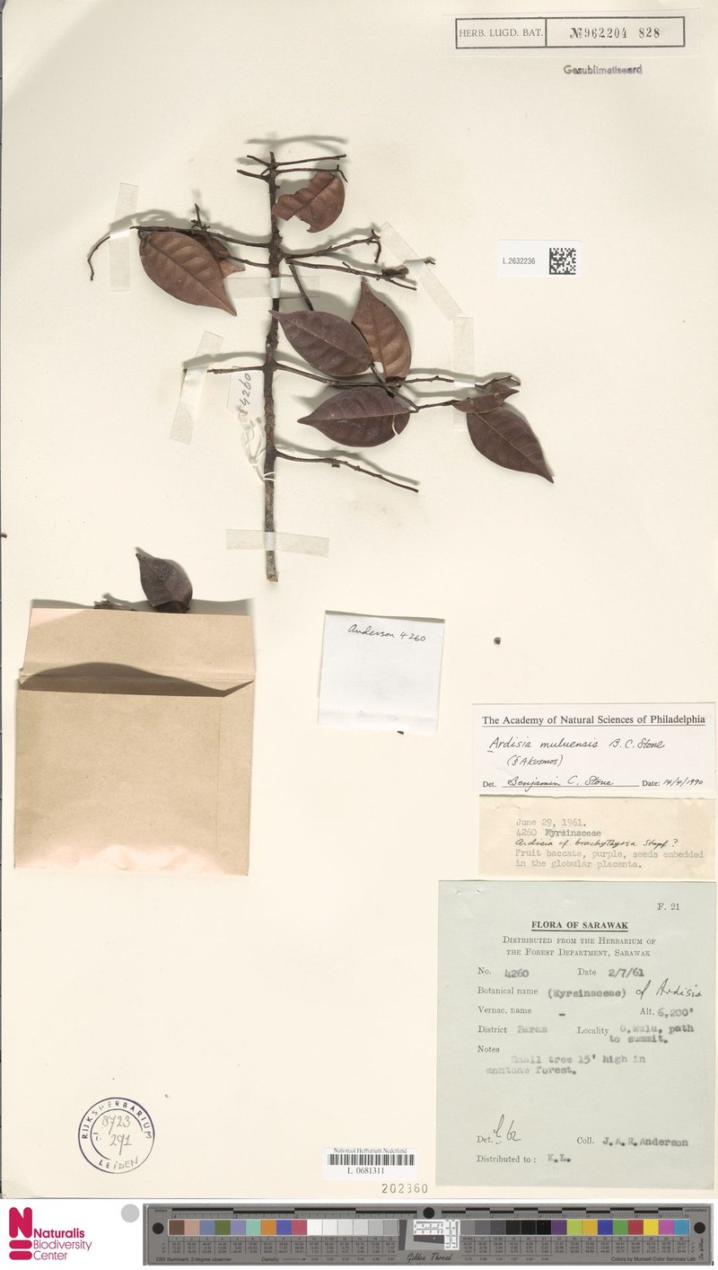Ardisia muluensis photo 7