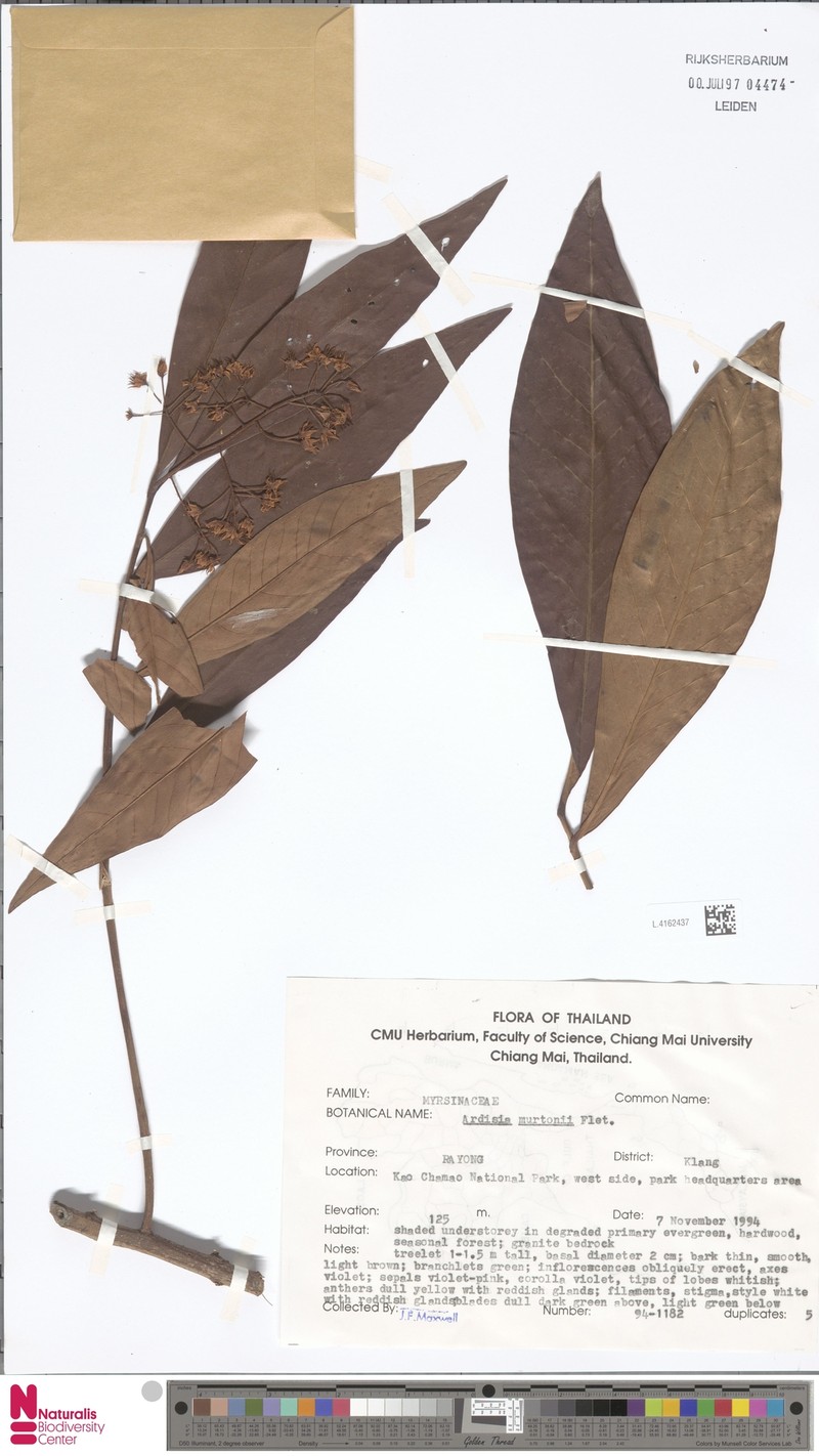 Ardisia murtonii