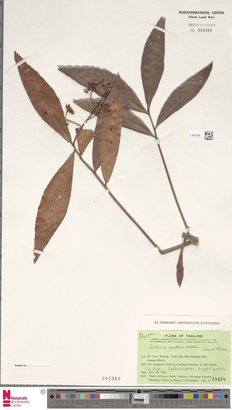 Ardisia murtonii photo 2