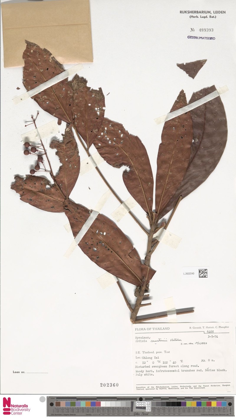 Ardisia murtonii photo 4