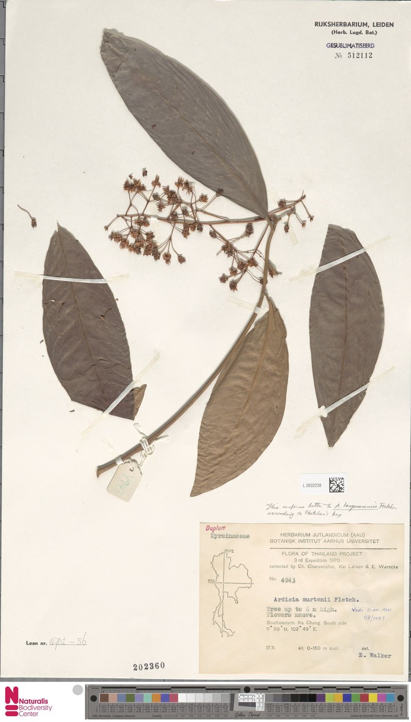 Ardisia murtonii photo 5