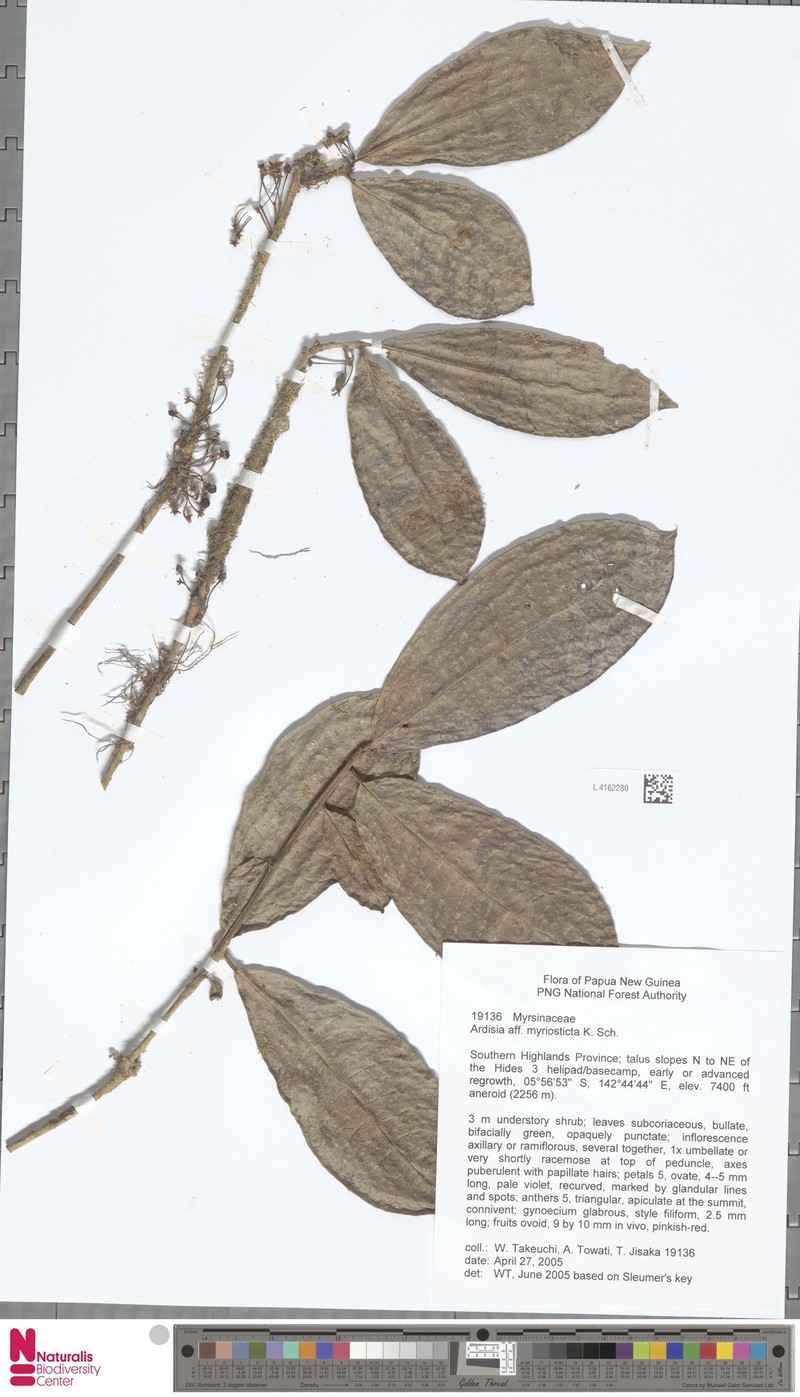 Ardisia myriosticta