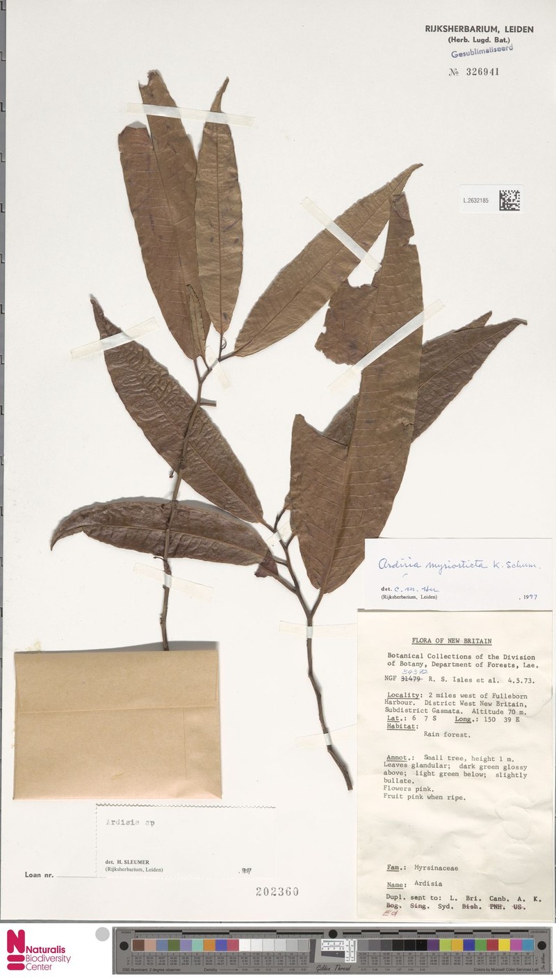 Ardisia myriosticta photo 2
