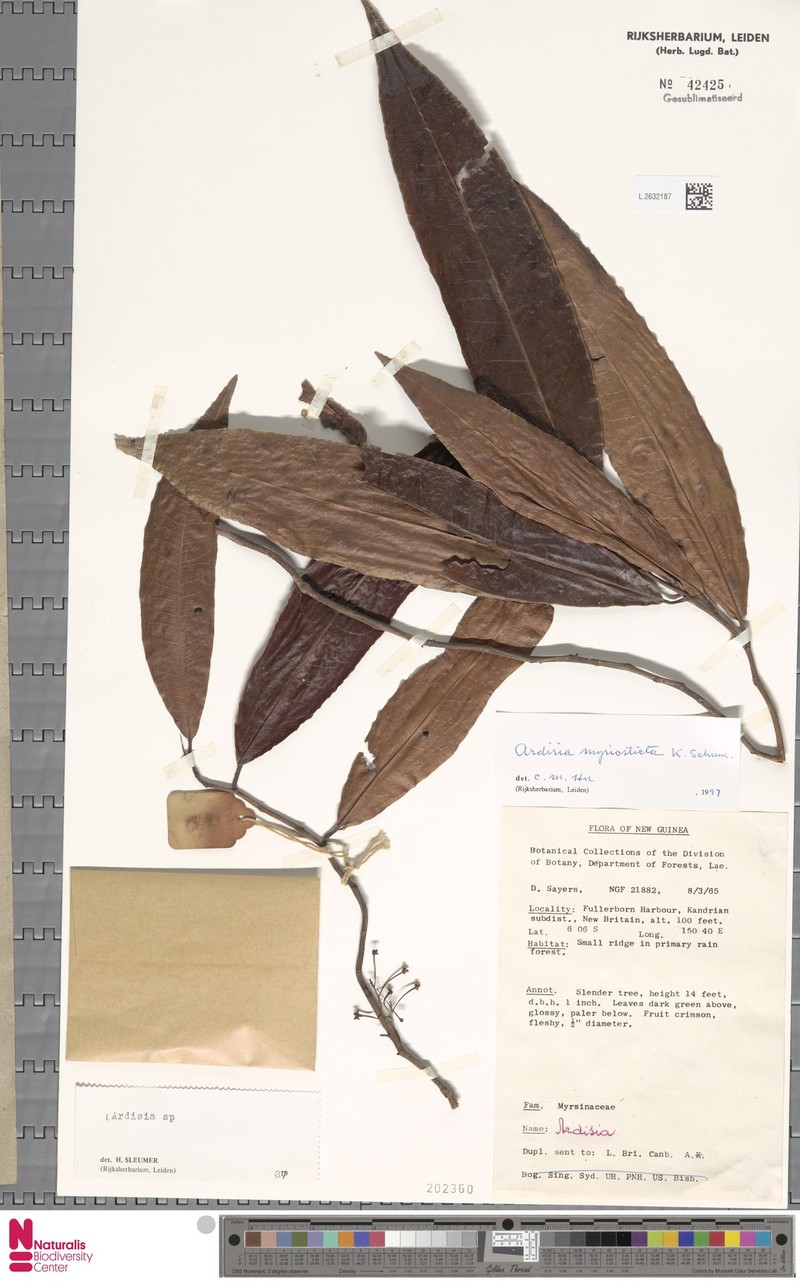 Ardisia myriosticta photo 3