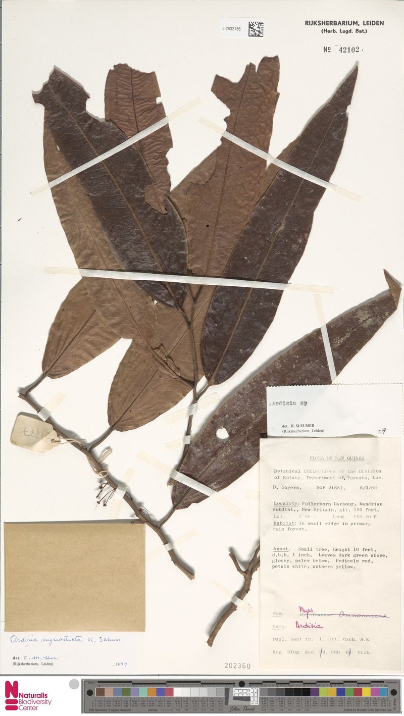 Ardisia myriosticta photo 4