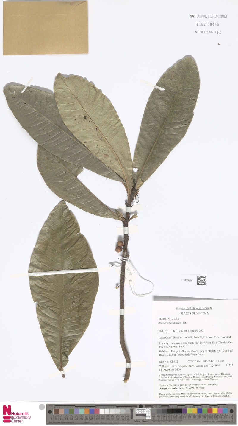 Ardisia myrsinoides