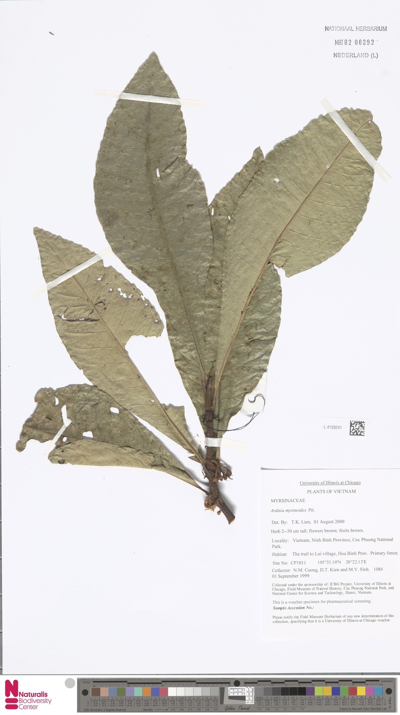 Ardisia myrsinoides photo 2