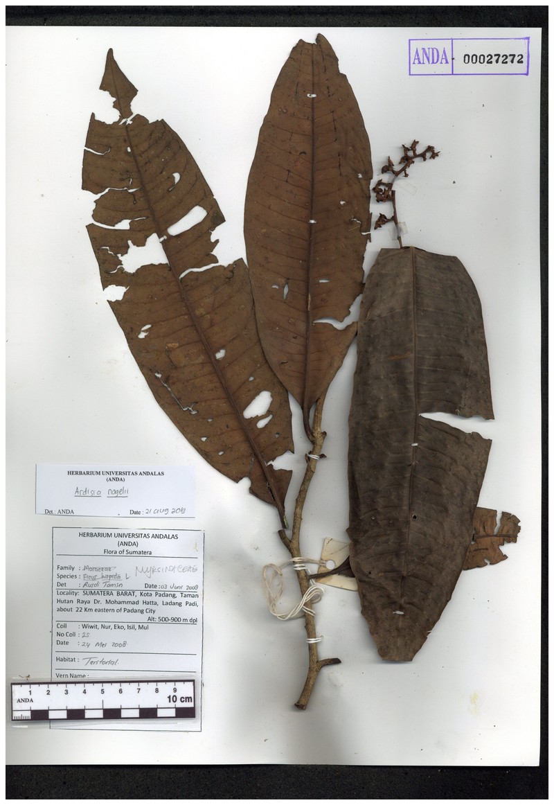 Ardisia nagelii