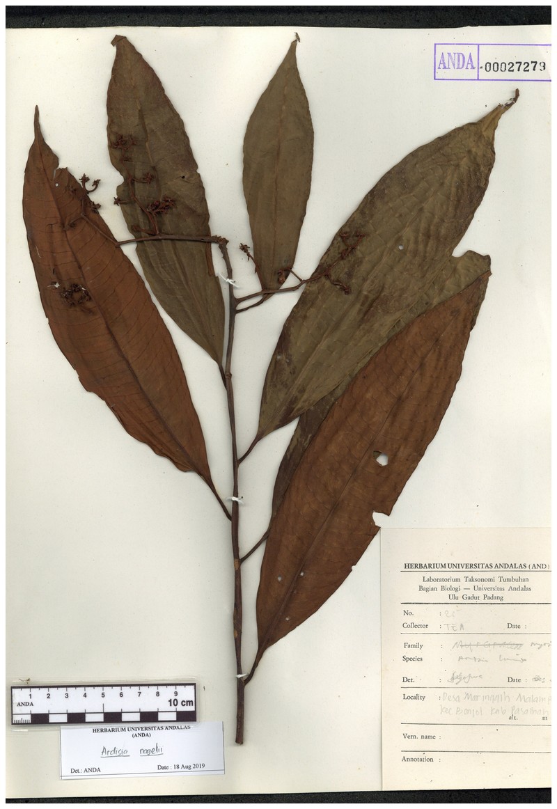 Ardisia nagelii photo 2