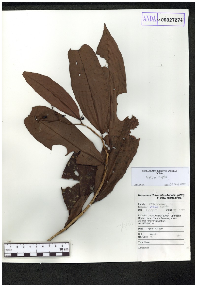Ardisia nagelii photo 3