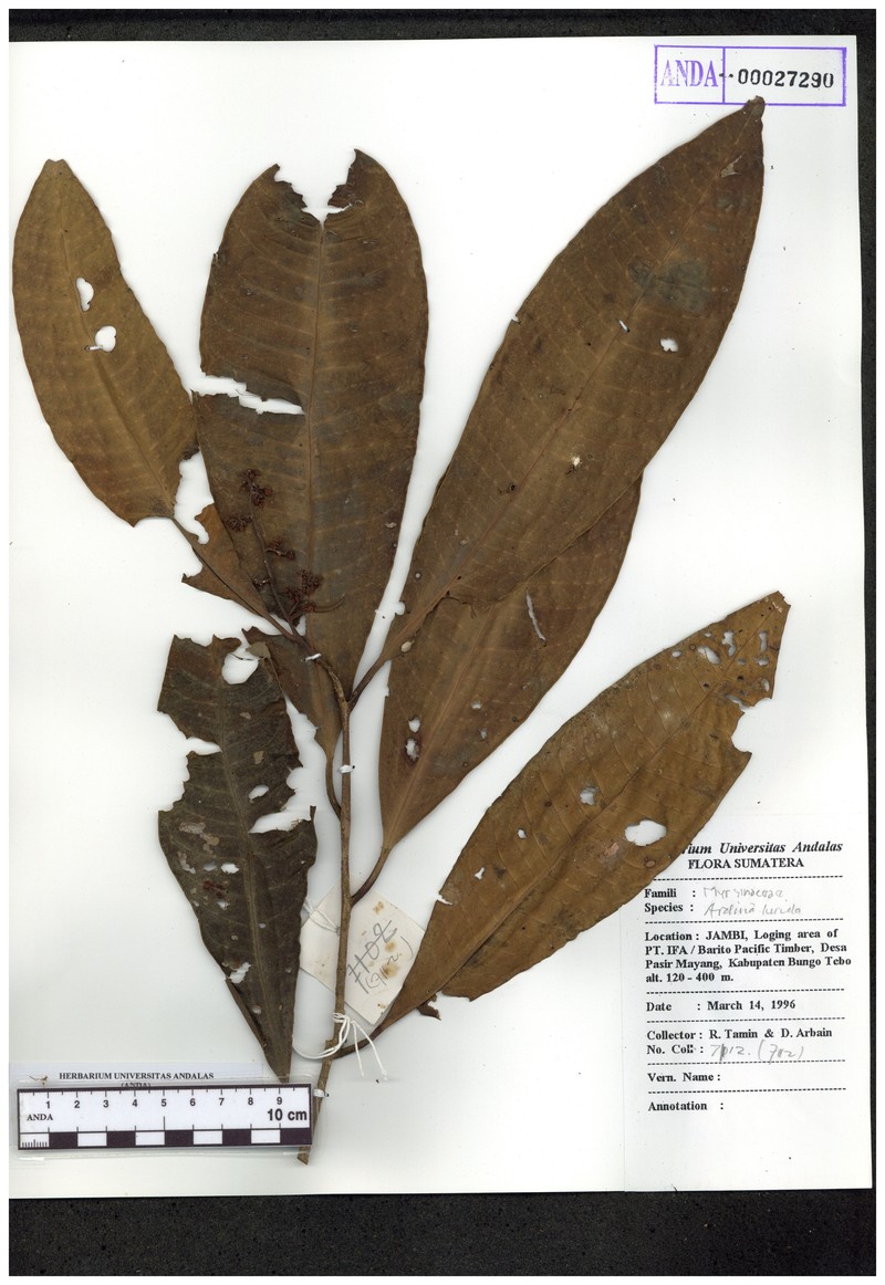 Ardisia nagelii photo 4