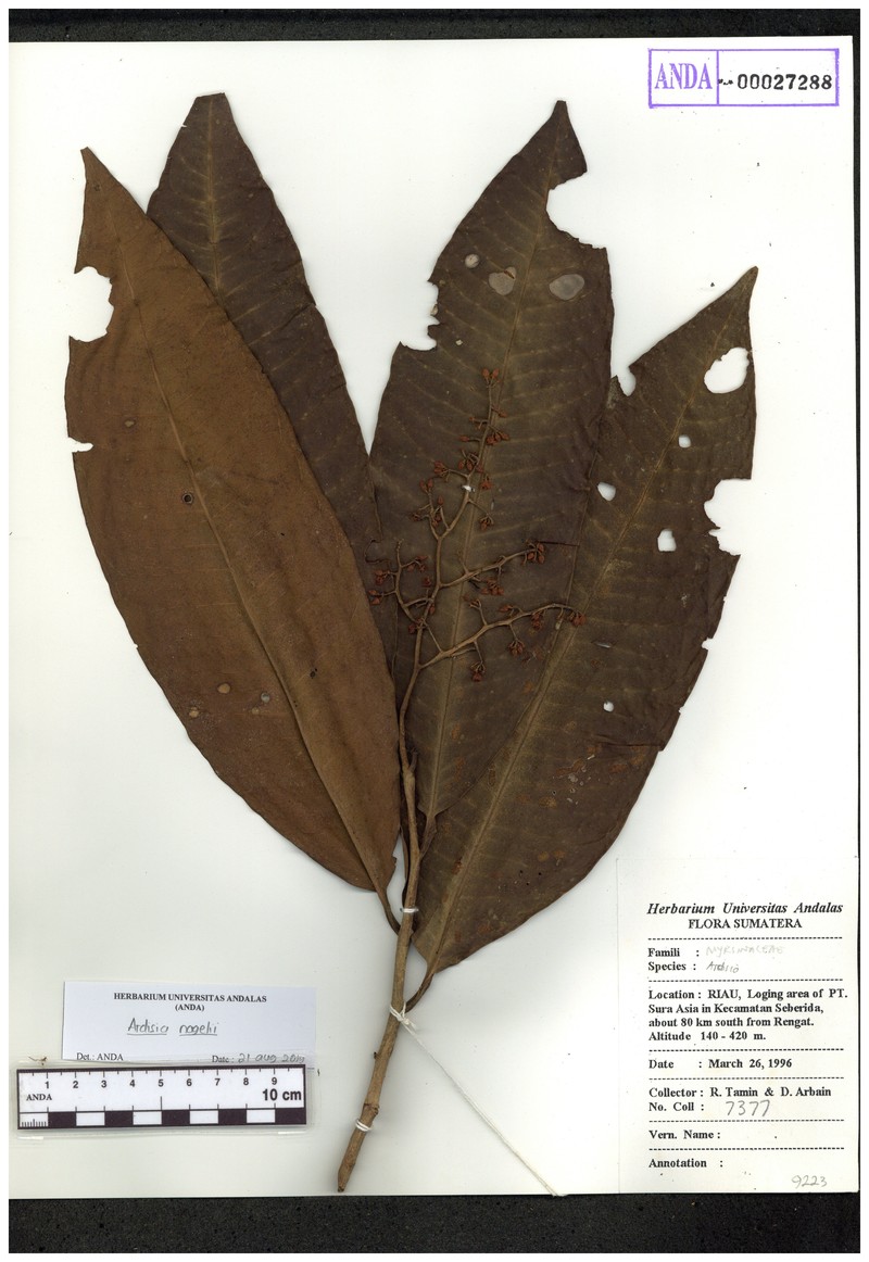Ardisia nagelii photo 5