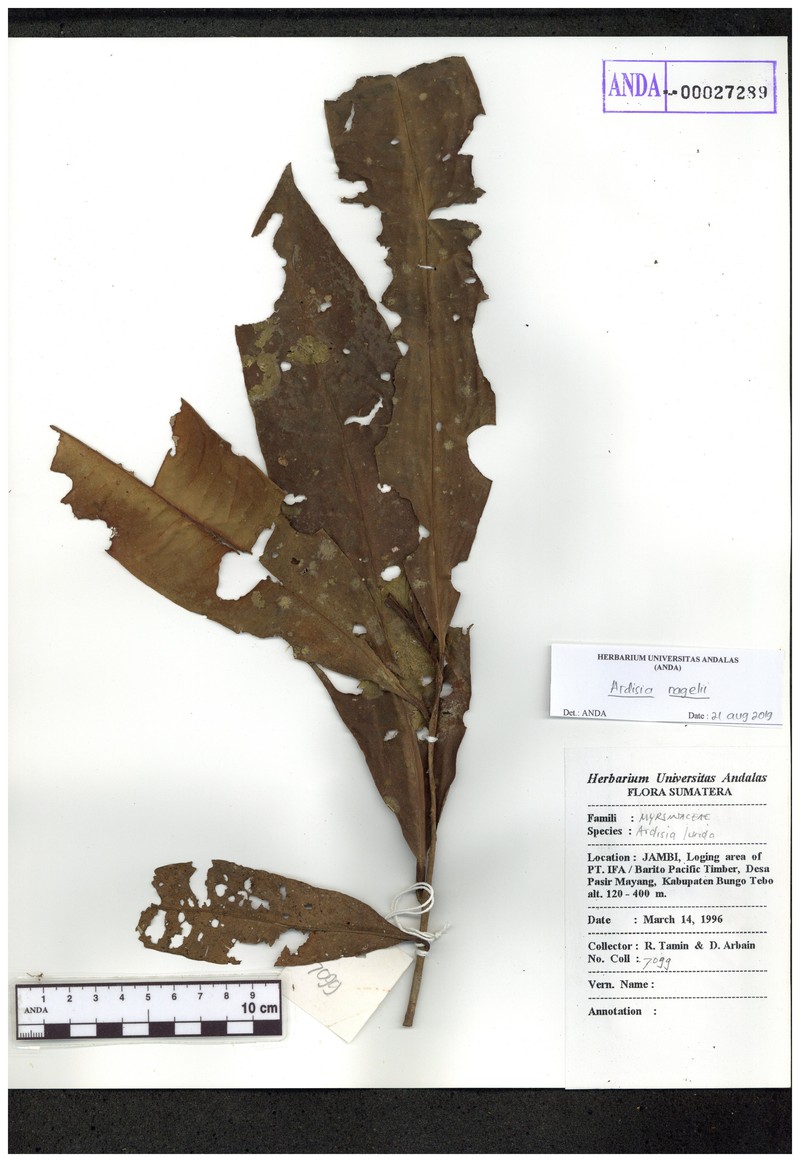 Ardisia nagelii photo 6