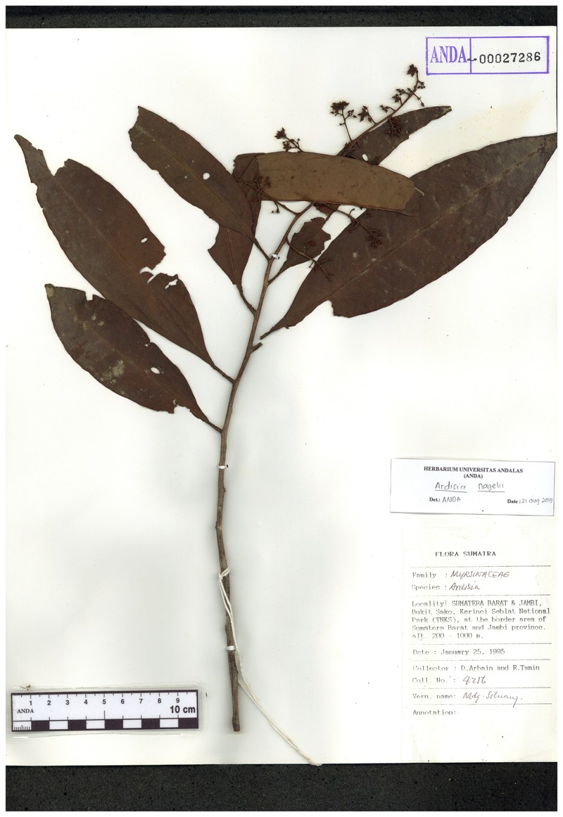 Ardisia nagelii photo 7