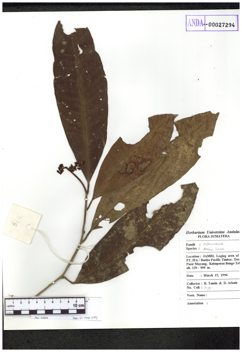 Ardisia nagelii photo 8
