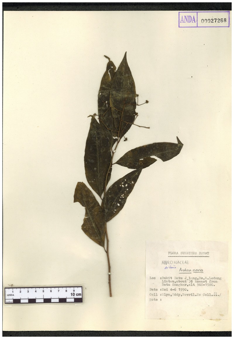 Ardisia nana