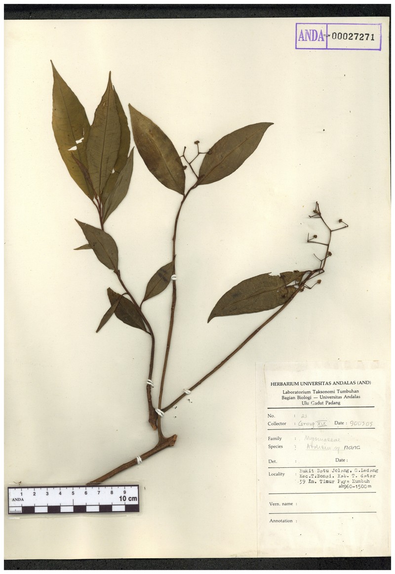 Ardisia nana photo 2