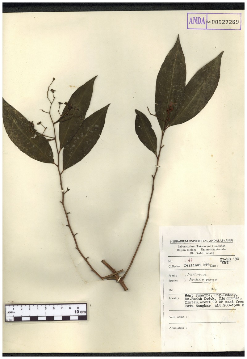 Ardisia nana photo 3