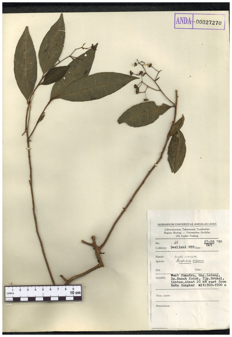 Ardisia nana photo 4