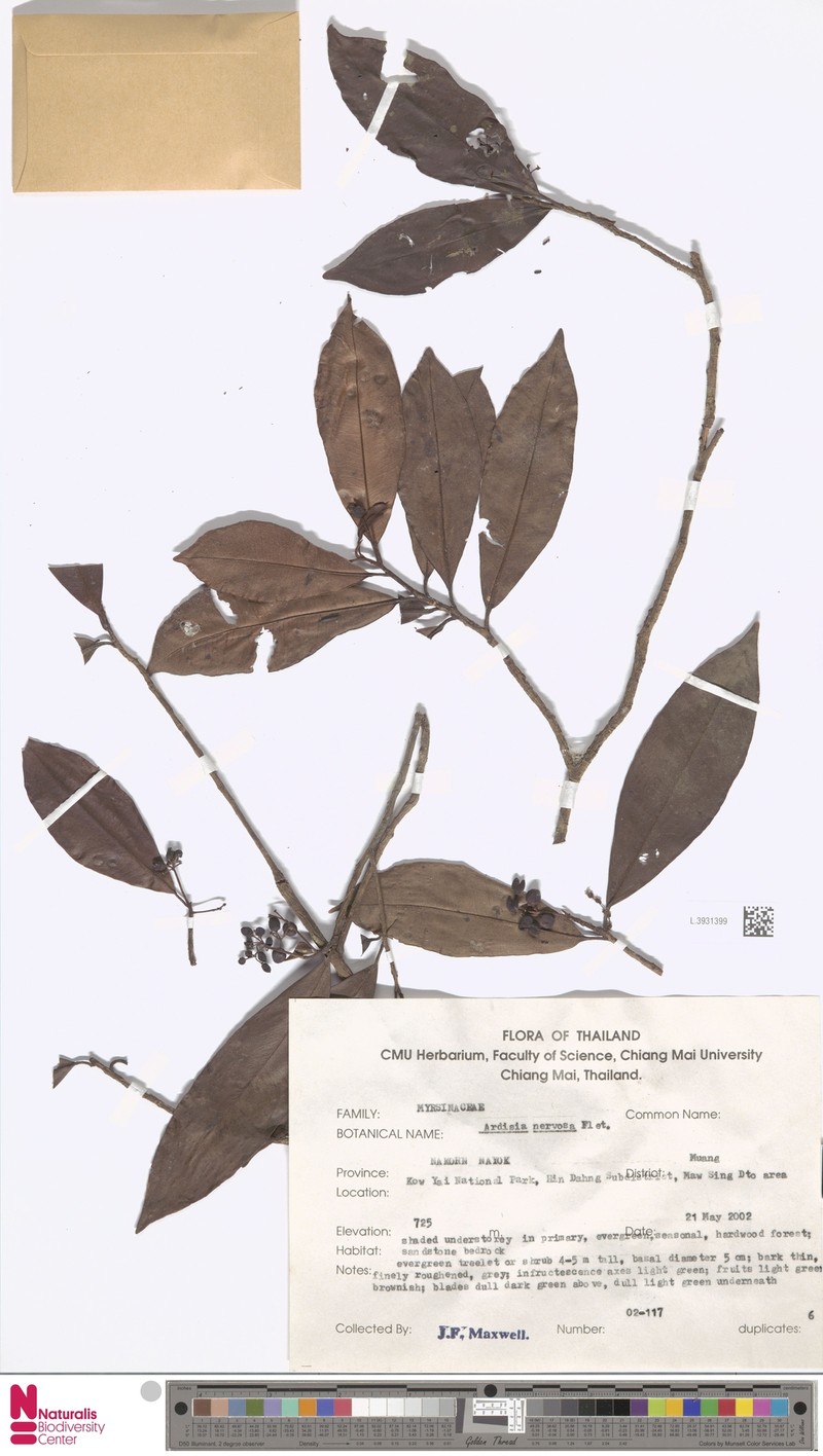Ardisia nervosa