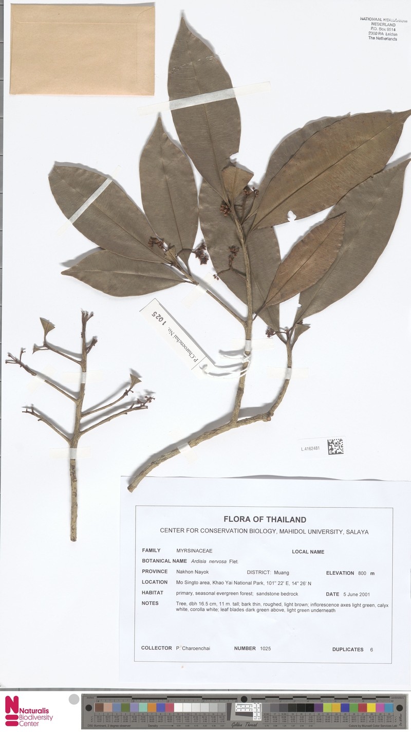 Ardisia nervosa photo 2