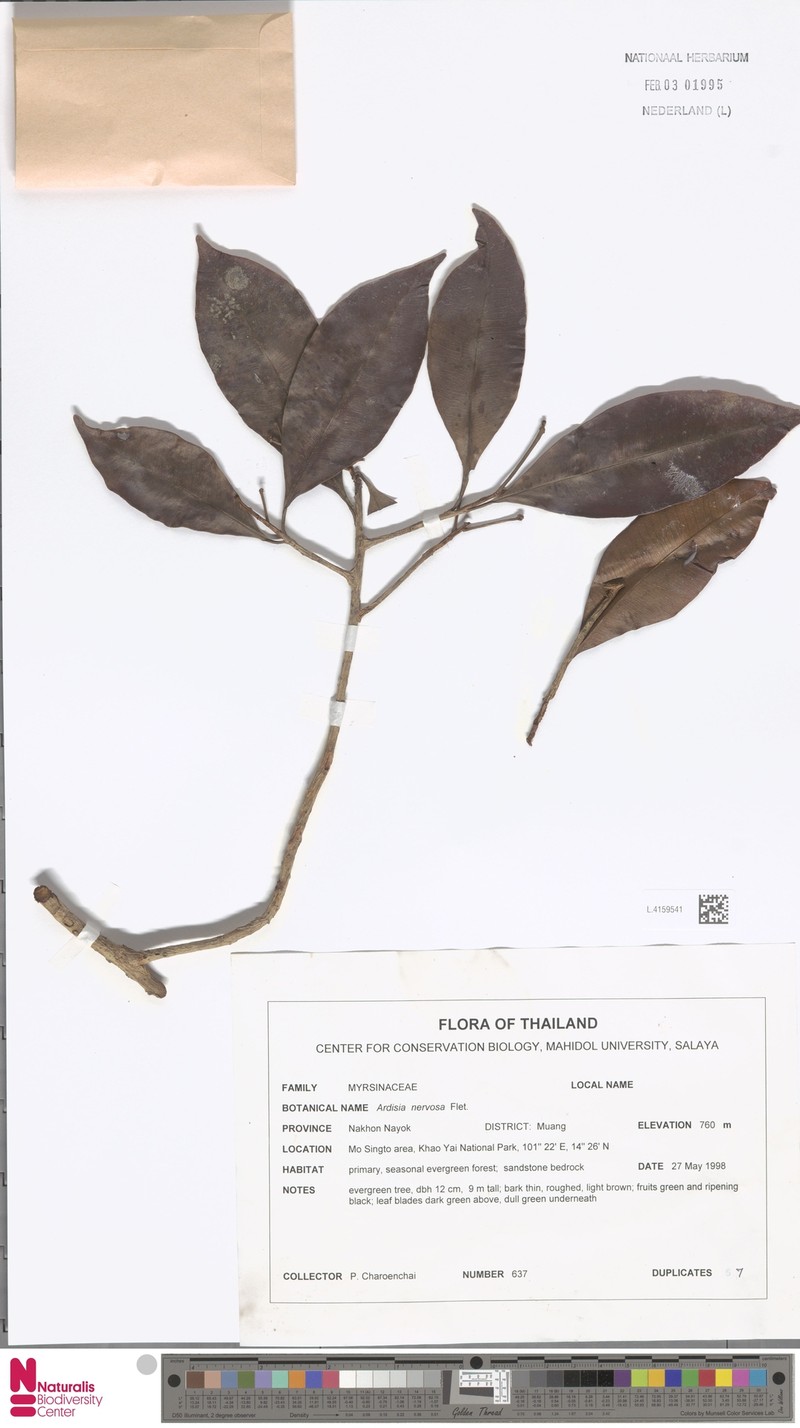 Ardisia nervosa photo 3