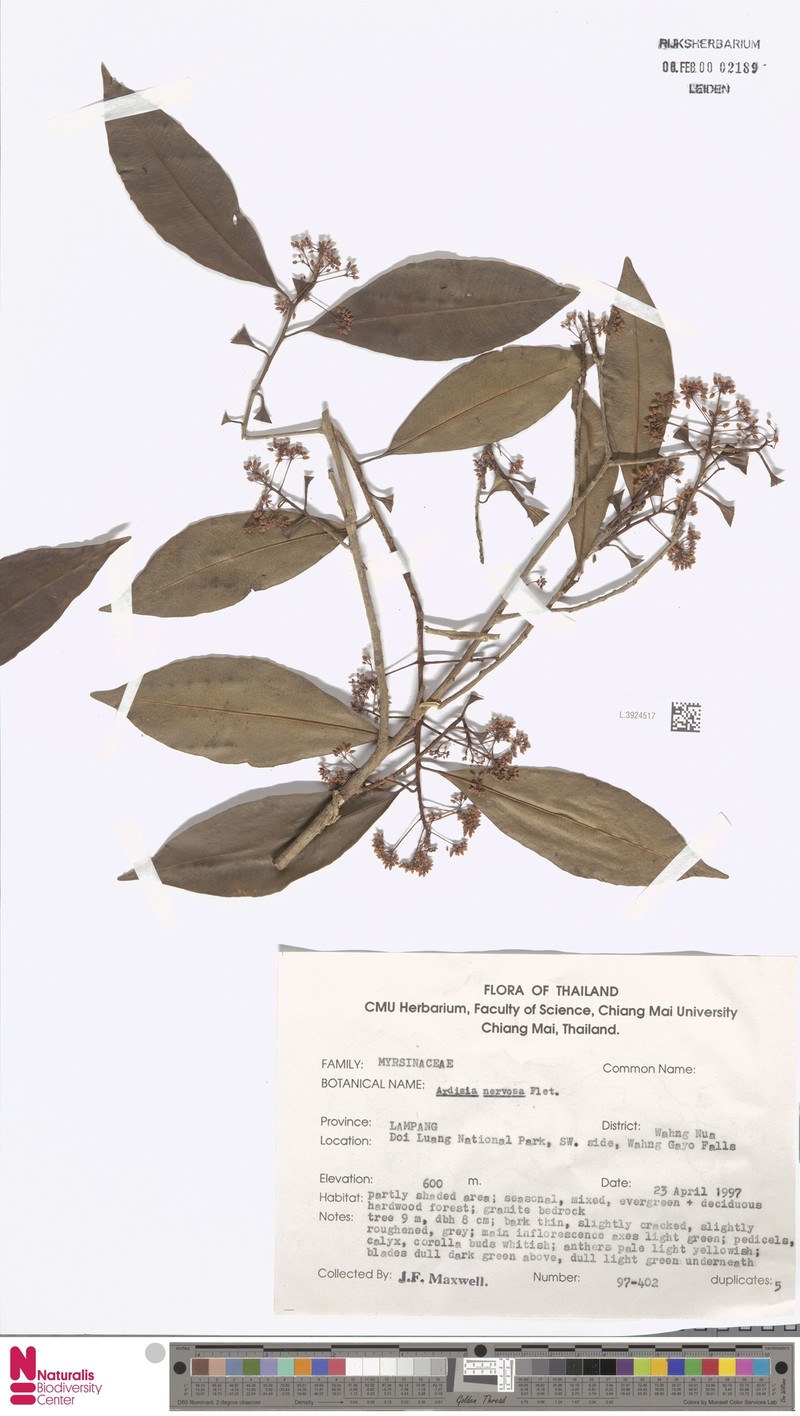 Ardisia nervosa photo 4