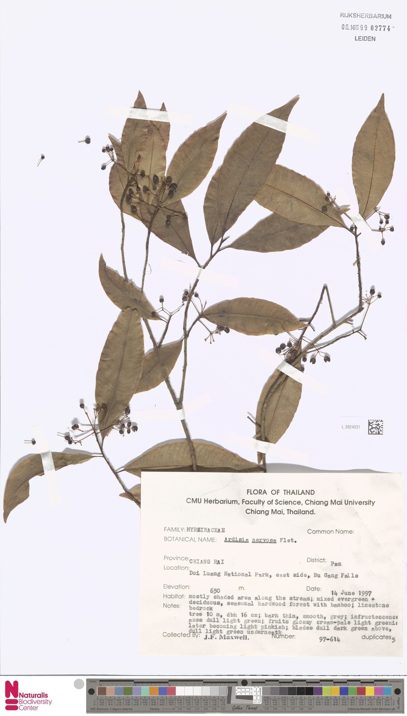 Ardisia nervosa photo 5