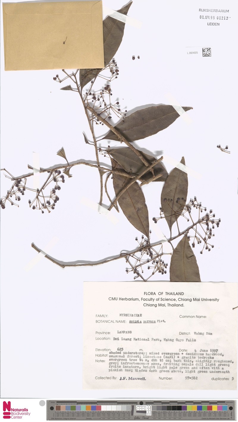Ardisia nervosa photo 6