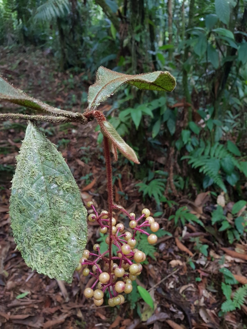 Ardisia nevermannii photo 2