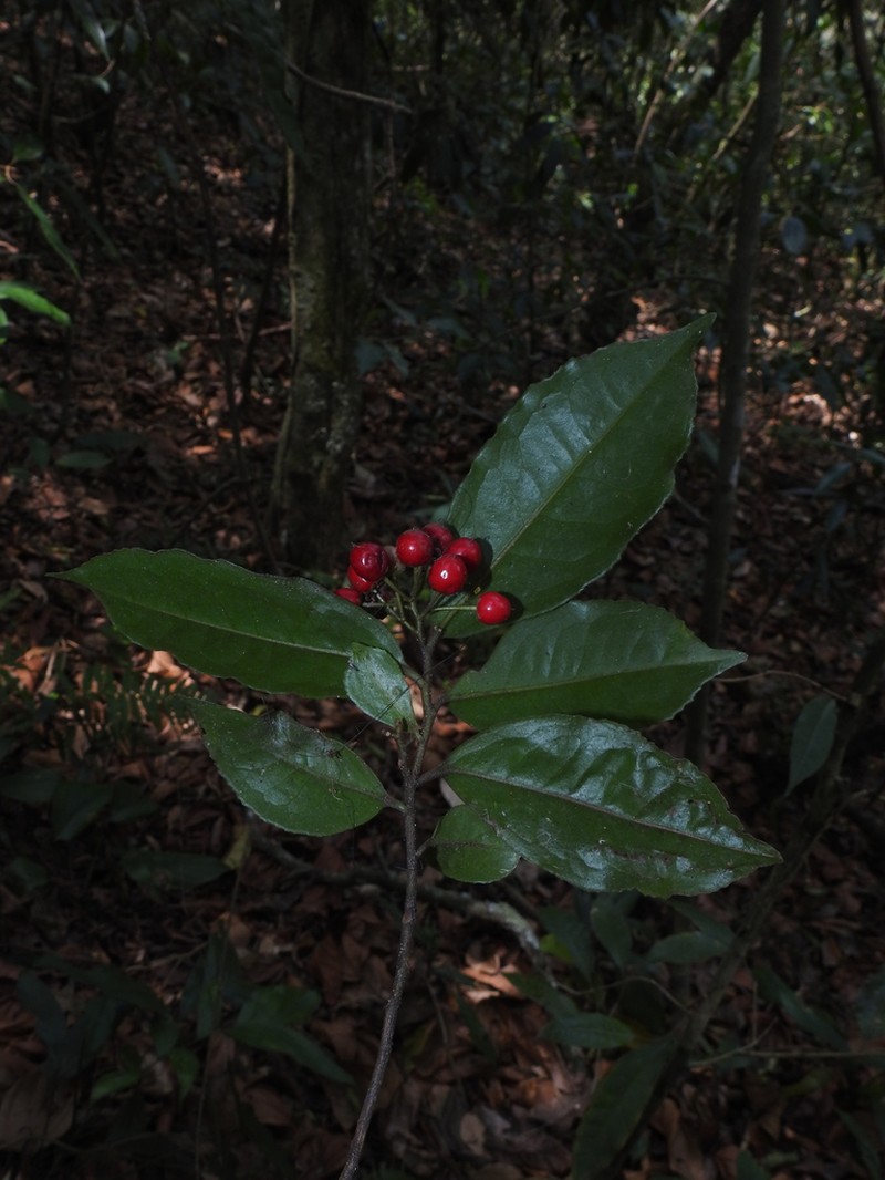 Ardisia nigrescens