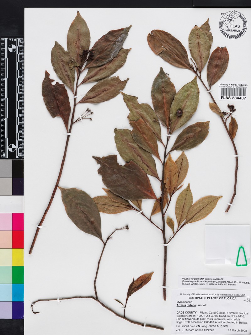 Ardisia nigrescens photo 2