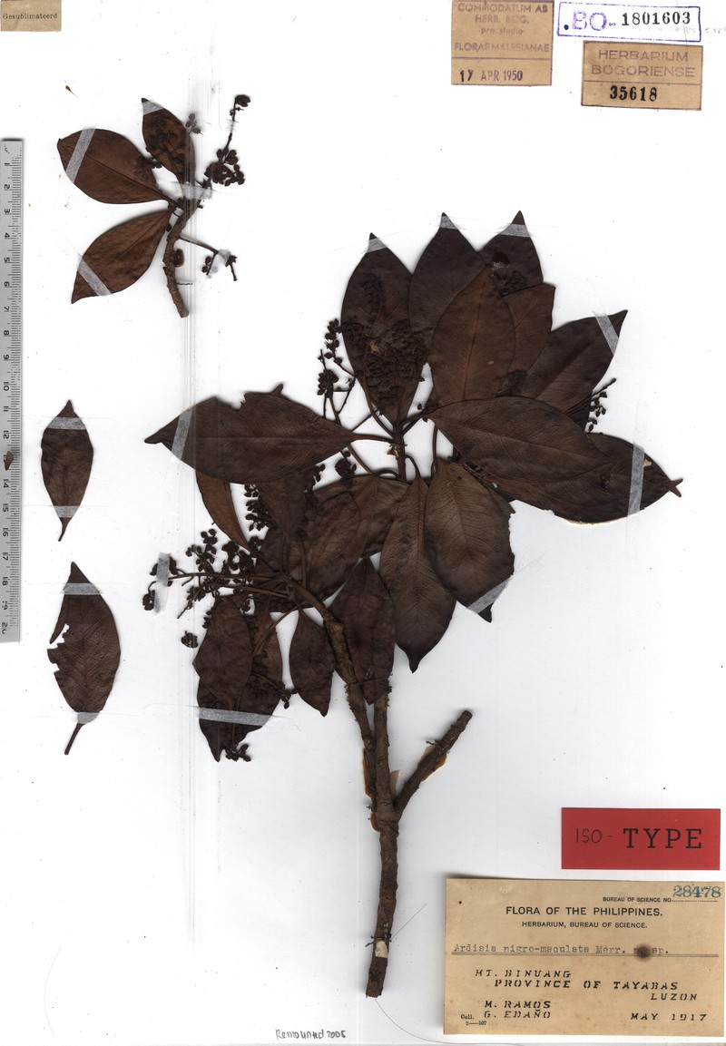Ardisia nigromaculata