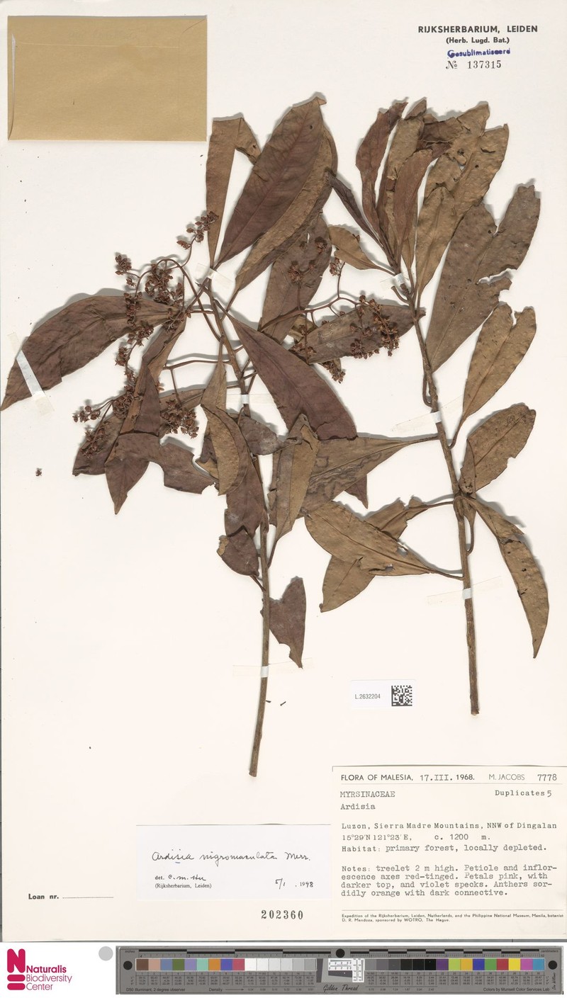 Ardisia nigromaculata photo 2