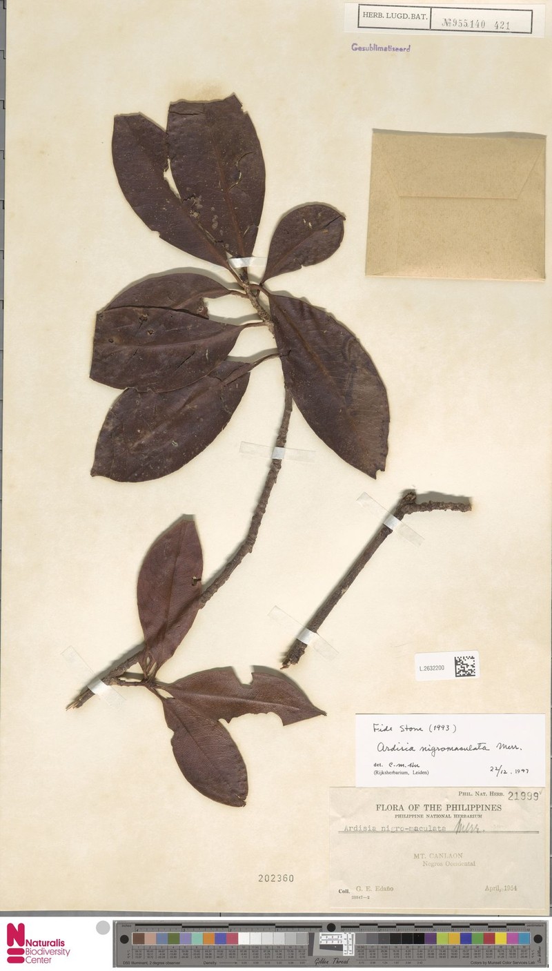 Ardisia nigromaculata photo 3