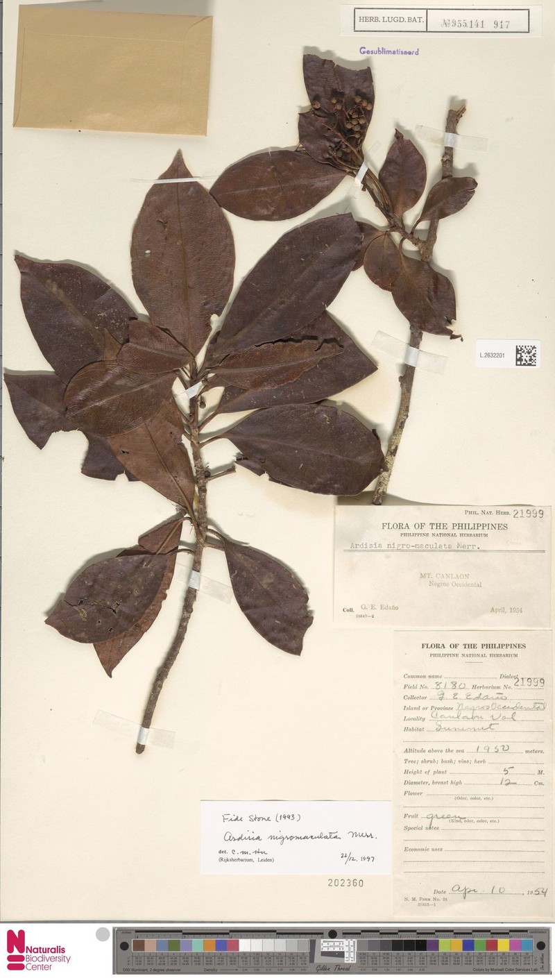 Ardisia nigromaculata photo 4