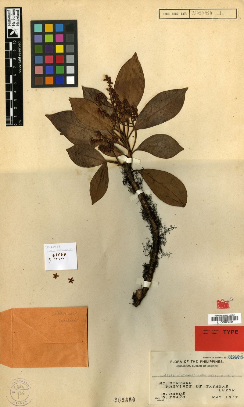 Ardisia nigromaculata photo 5