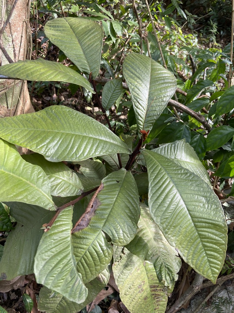 Ardisia nigropilosa photo 2