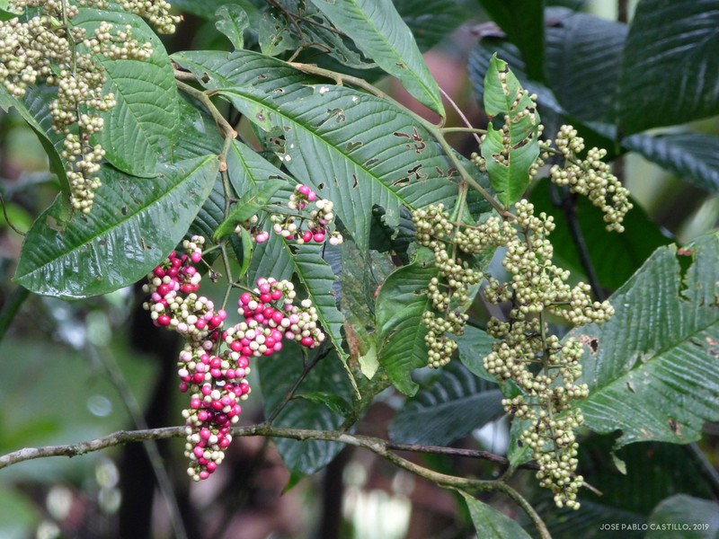 Ardisia nigropunctata