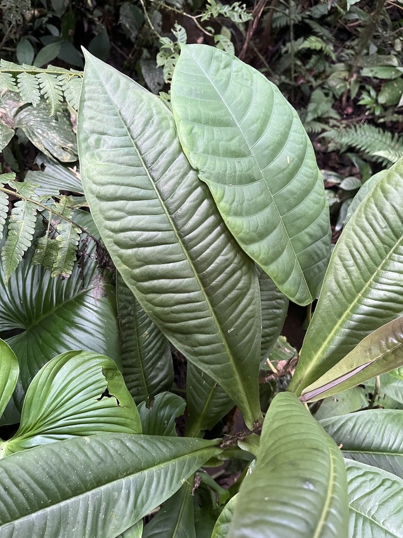 Ardisia nigropunctata photo 2
