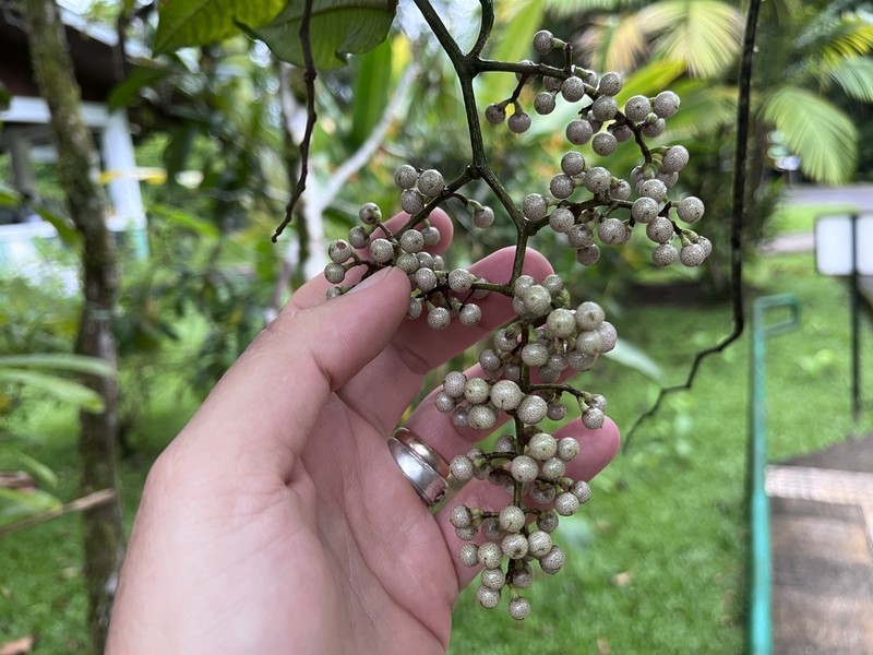 Ardisia nigropunctata photo 3