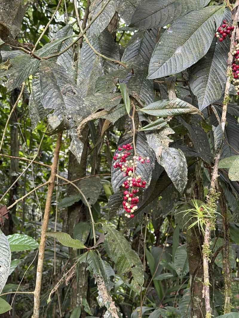 Ardisia nigropunctata photo 4