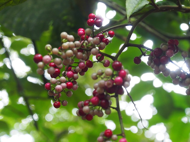 Ardisia nigropunctata photo 5