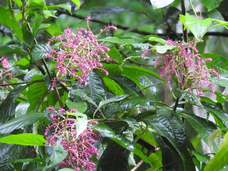 Ardisia nigropunctata photo 6