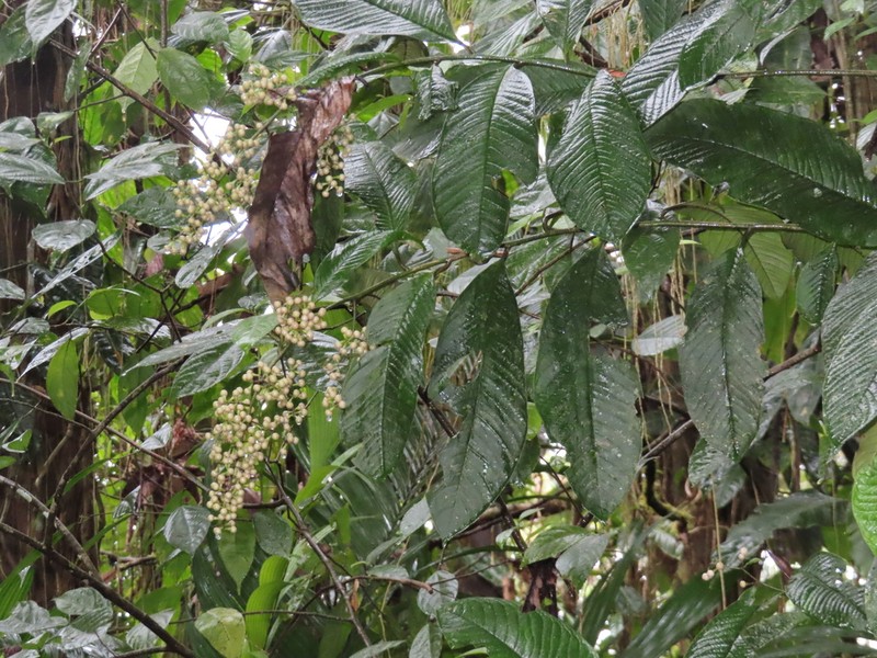 Ardisia nigropunctata photo 7
