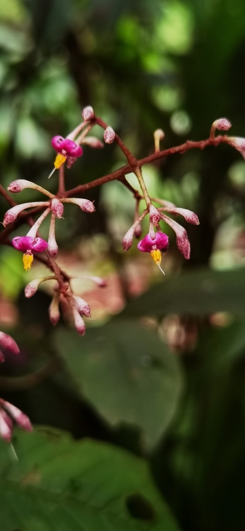 Ardisia nigropunctata photo 8